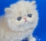 Элитный персидский котенок кремового окраса