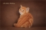 Шотландский котик - красный мрамор