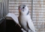 Волнистый попугай,   один месяц,   идеальный возраст для приручения,   кушает